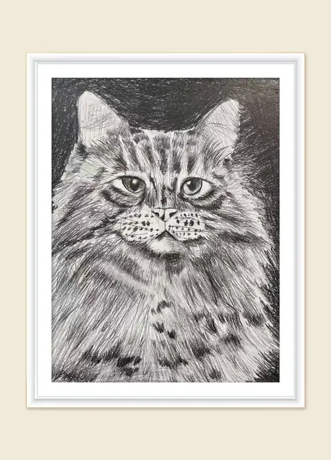 《猫的凝视》，逗逗，2025