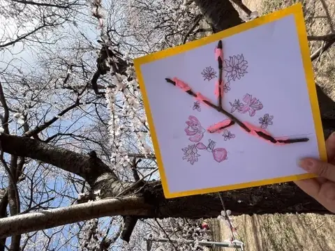 《樱花时钟》，葫芦，2022